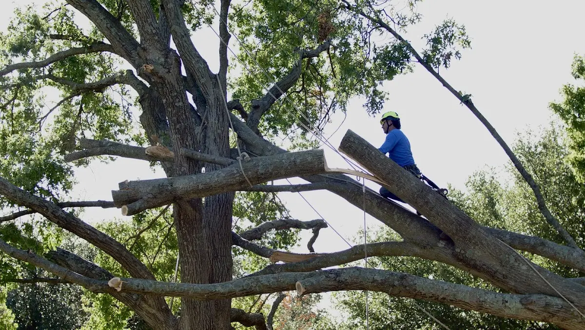 Professional Crown Thinning performed by certified arborists in Quinebaug