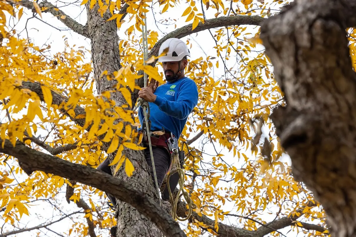 Skilled Storm Damage Cleanup crew working in Quinebaug